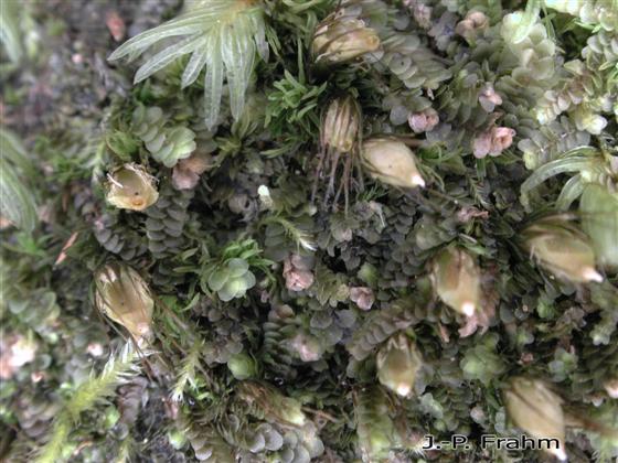 Diphyscium foliosum (Hedw.) D.Mohr